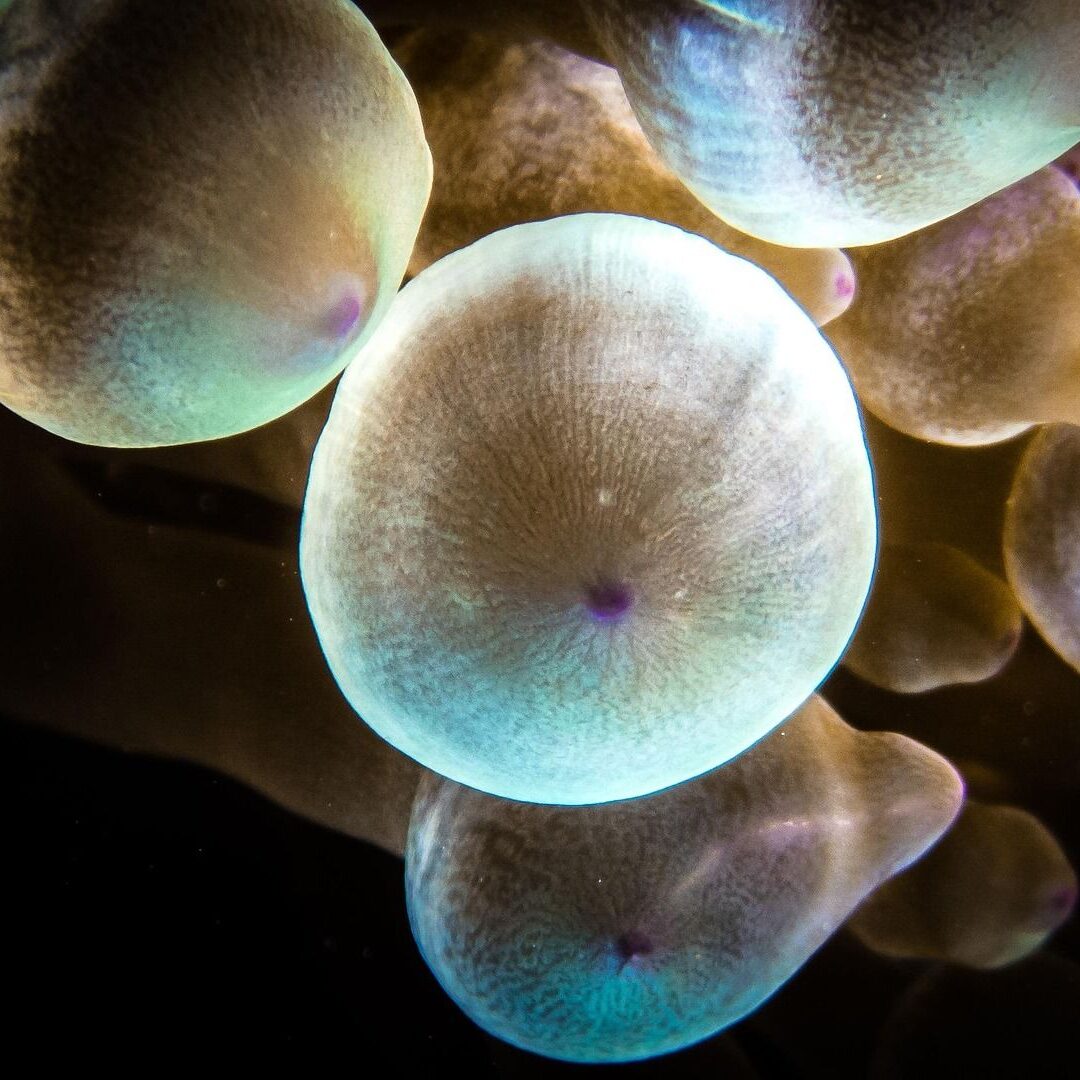 bubble-anemone-4567758_1920