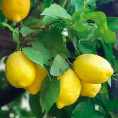 Snímek obrazovky 2025-03-12 v 16.27.54 Snímek obrazovky 2025-03-12 v 16.27.54