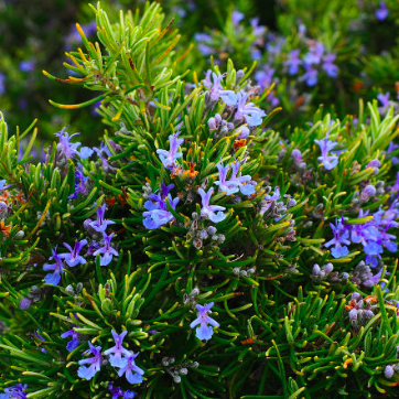 Snímek obrazovky 2025-03-12 v 16.30.02 Snímek obrazovky 2025-03-12 v 16.30.02