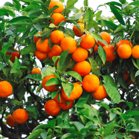 Snímek obrazovky 2025-03-12 v 16.49.07 Snímek obrazovky 2025-03-12 v 16.49.07