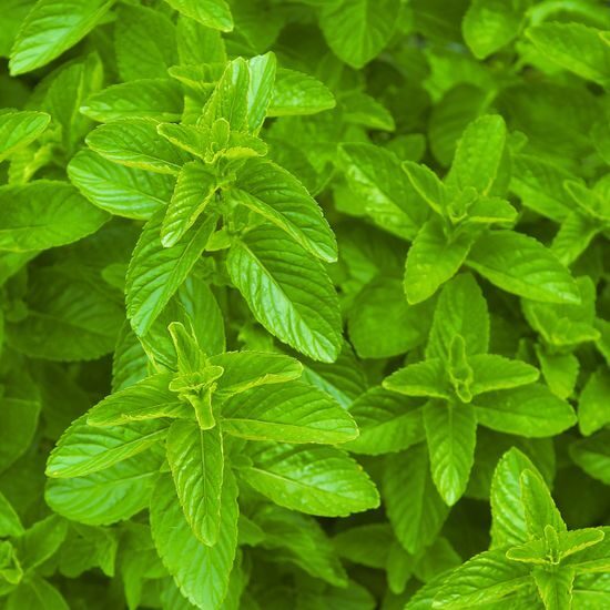 v9-fresh-mint-spearmint-peppermint-1746375 v9-fresh-mint-spearmint-peppermint-1746375